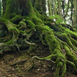 mossy tree roots